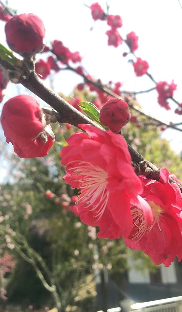 Hình nền đào bích dịu dàng đậm hồn tết