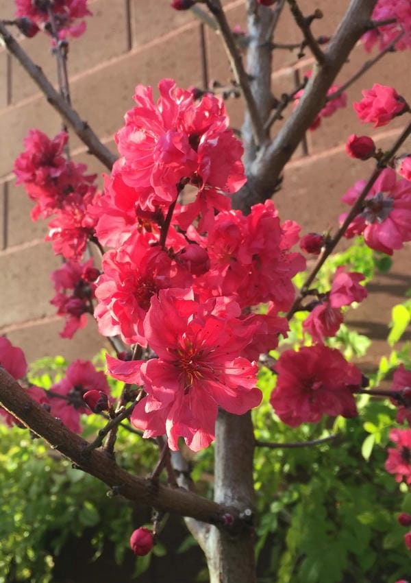 Hình nền hoa đào tết mang sắc xuân an lành