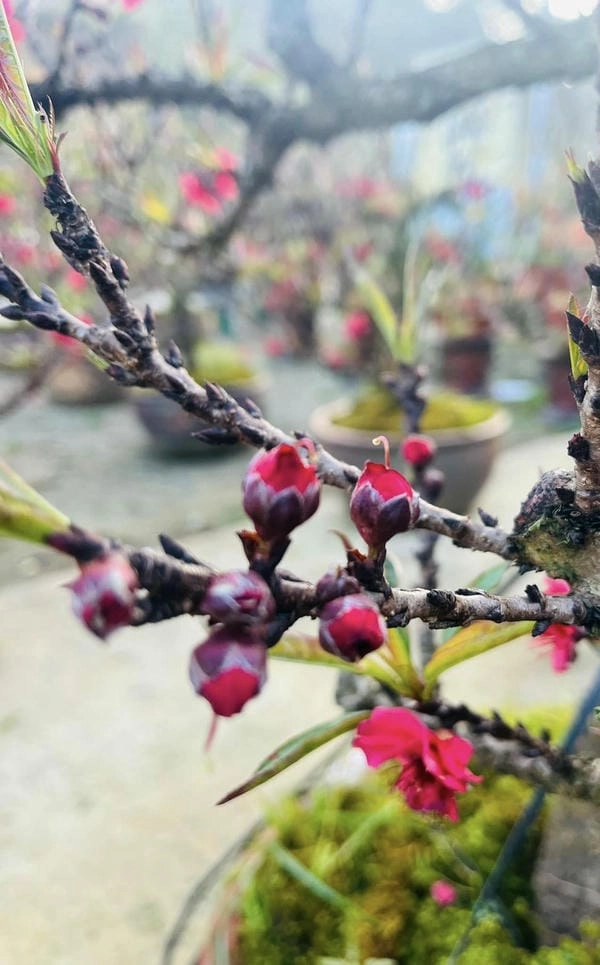Tải ảnh hoa đào đỏ lưu giữ sắc xuân Việt