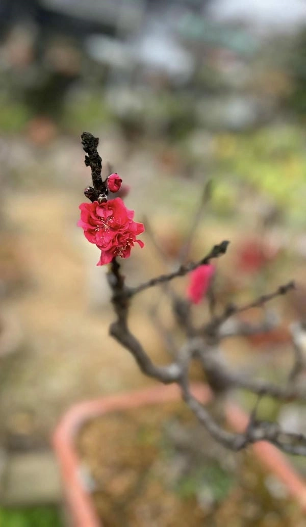 Bộ ảnh hoa đào đỏ đa sắc xuân truyền thống