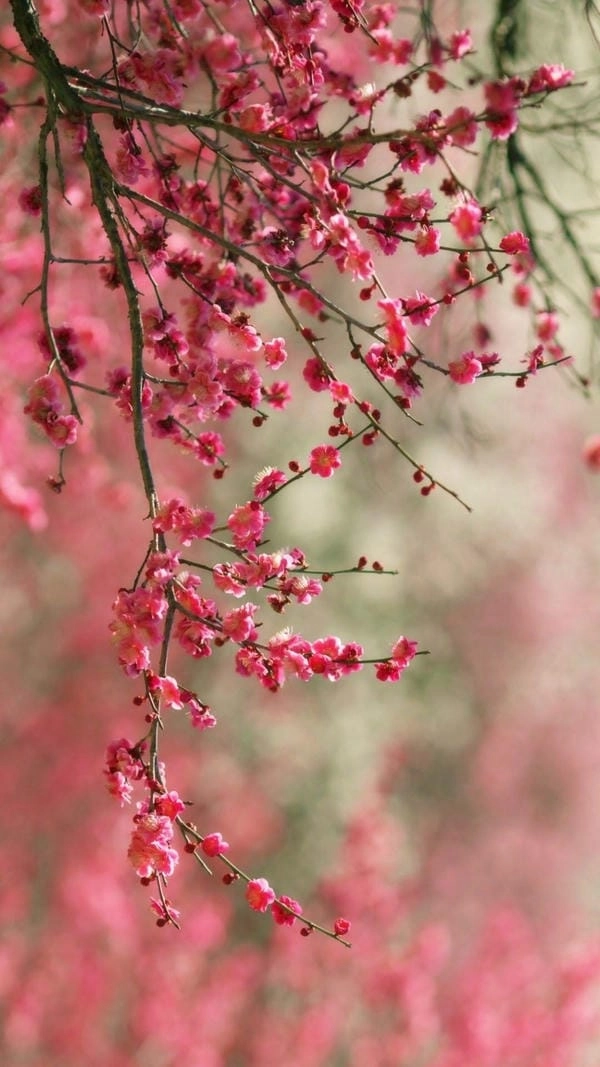 Hình nền hoa đào đẹp tôn vinh vẻ xuân thì