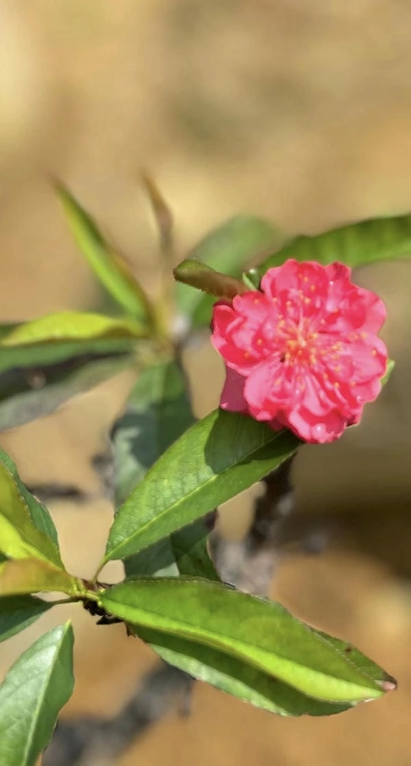 Ảnh hoa đào đỏ rực bừng sáng ngày đầu năm