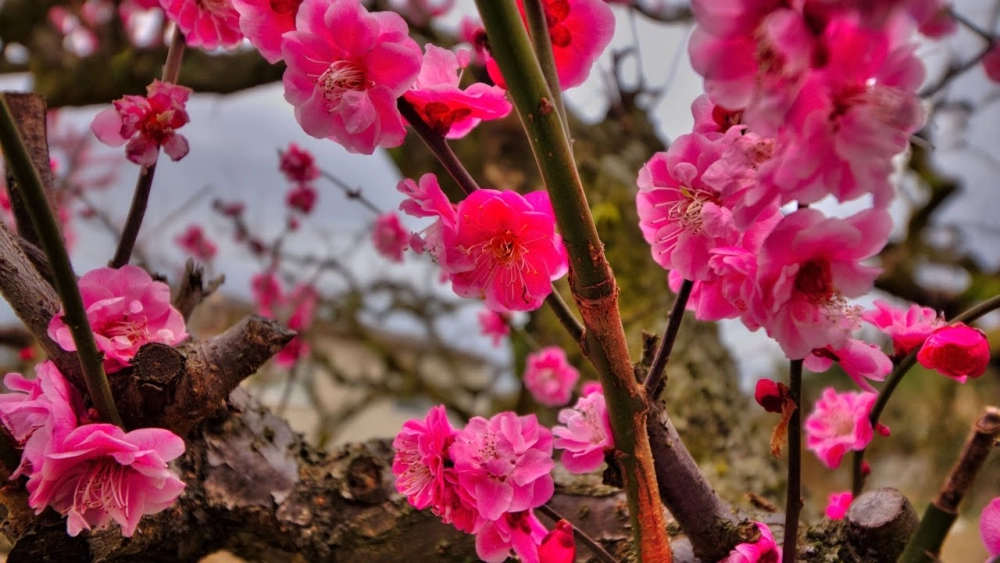 Background hoa đào đỏ dịu dàng đầy chất xuân