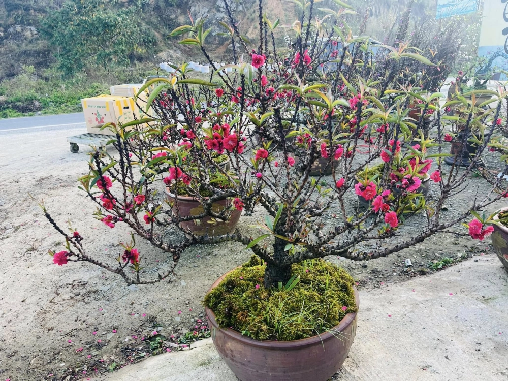 Hình nền tết hoa đào đỏ mang lộc xuân về