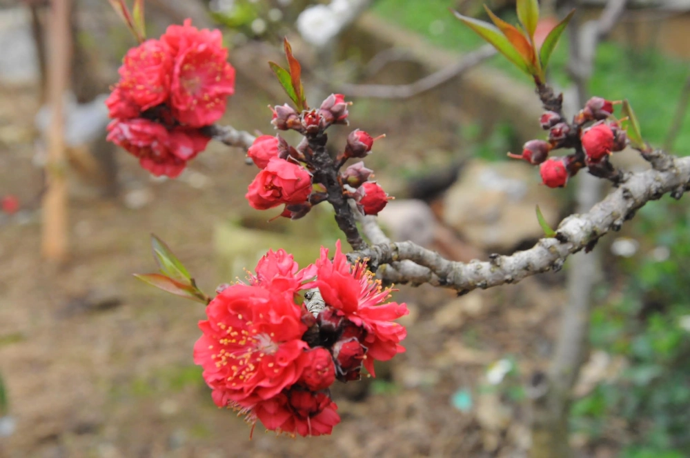 Ảnh hoa đào bích thắm đỏ gợi mùa xuân mới