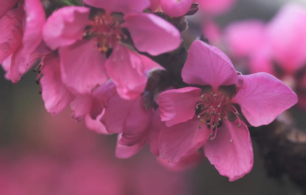 Hình nền hoa đào đỏ ấm áp đón tết sum vầy