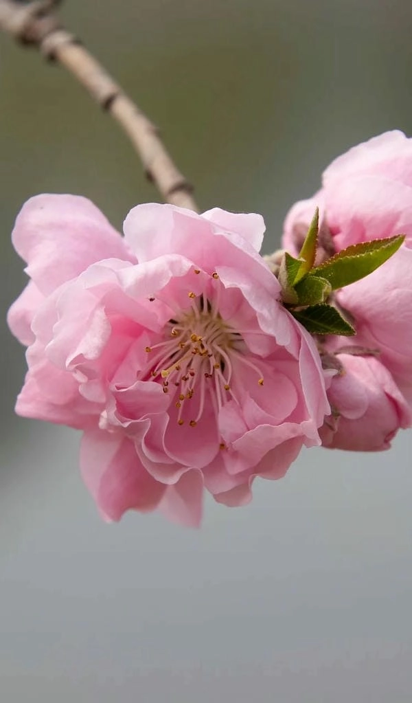 Wallpaper hoa đào tinh khôi cho ngày mới