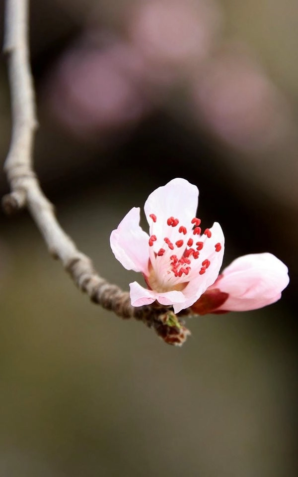 Ảnh bìa hoa đào nổi bật không khí xuân