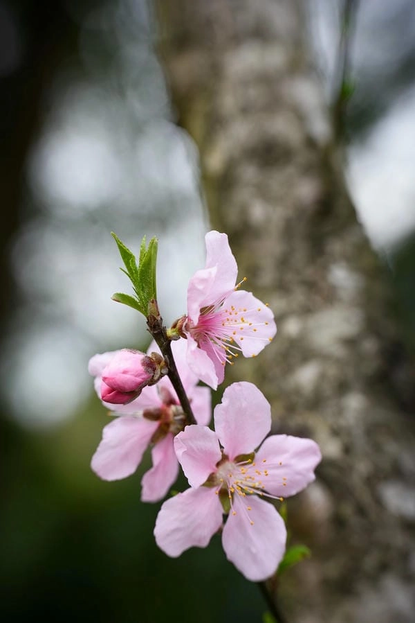 Bộ ảnh hoa đào đa sắc đón xuân về
