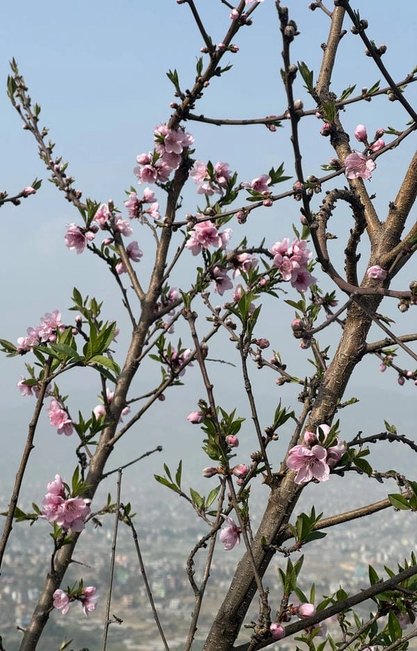 Ảnh hoa đào đẹp nhất rực rỡ đầu xuân