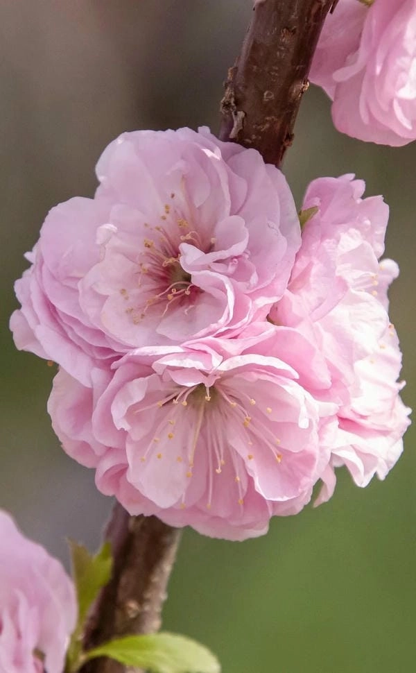 Hình hoa đào mềm mại gợi nhớ tết quê