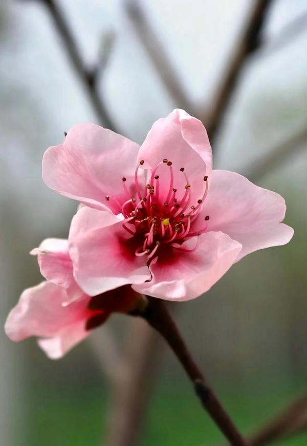 Ảnh hoa đào xuân tinh tế đầy sức sống