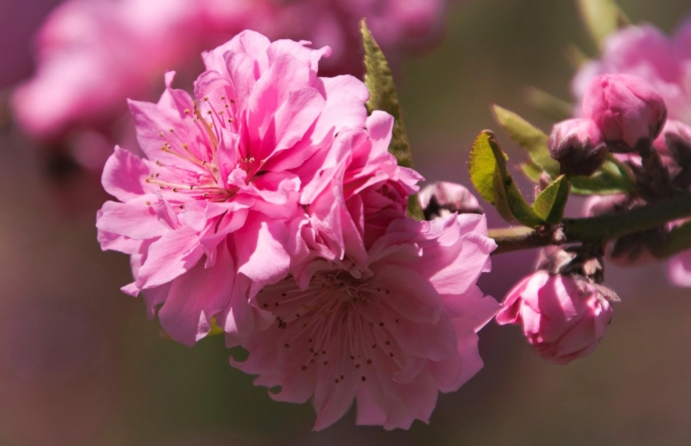 Hình nền hoa đào tinh tế lan tỏa khí xuân