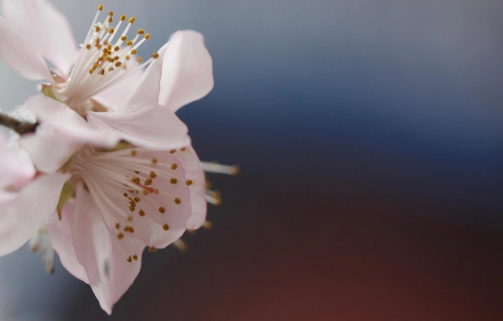 Ảnh hoa đào đẹp dịu dàng chạm cảm xúc