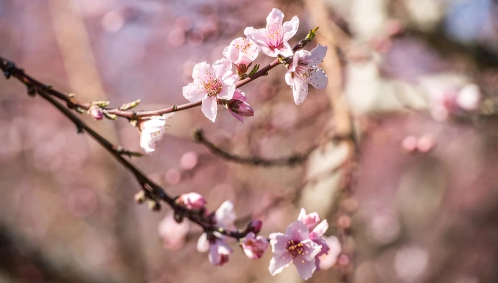 Background hoa đào nhẹ nhàng cho không gian