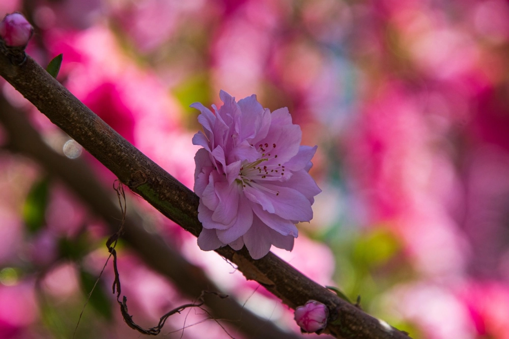 Hình nền máy tính hoa đào đậm chất xuân