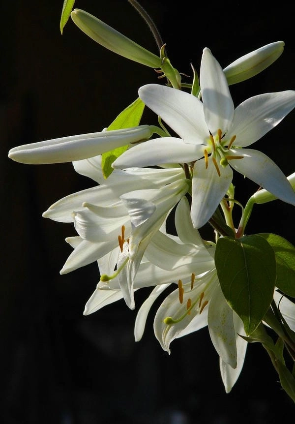 Bộ ảnh hoa ly đa sắc đầy cảm hứng