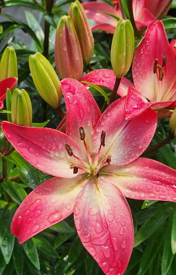 Ảnh hoa ly chưng tết mang ý nghĩa an lành