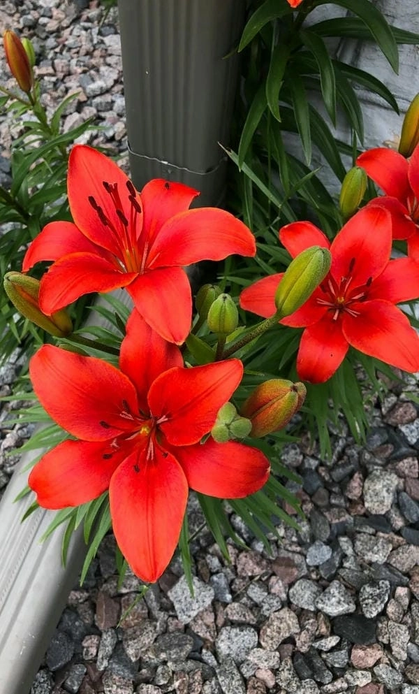 Ảnh hoa ly cao cấp nổi bật sắc hoa quý phái