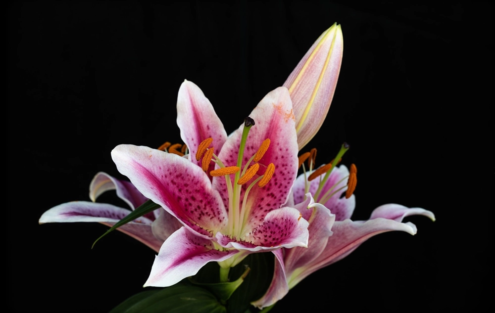 Ảnh hoa ly đẹp lan tỏa hương xuân nhẹ nhàng