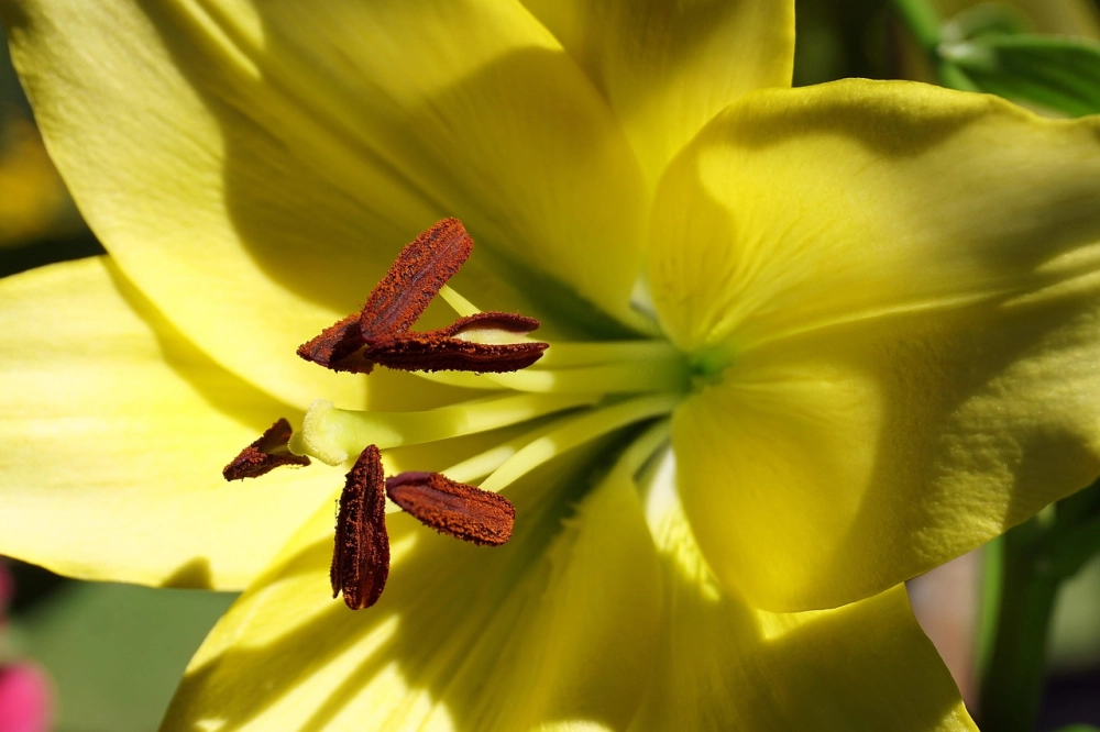 Ảnh hoa ly tết rực rỡ mang không khí sum vầy