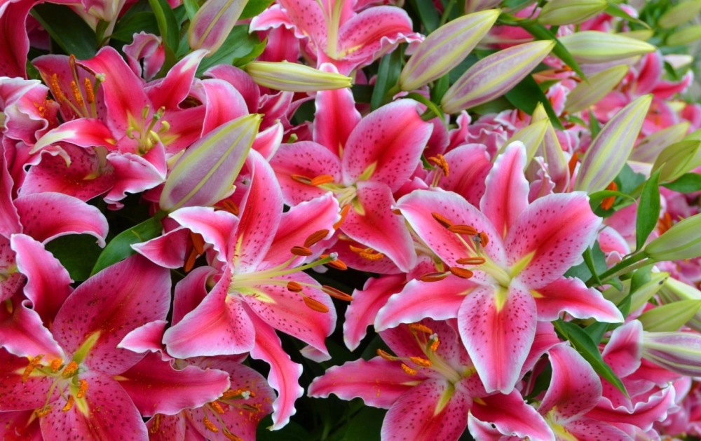 Hình nền hoa ly tết trang nhã đón xuân về