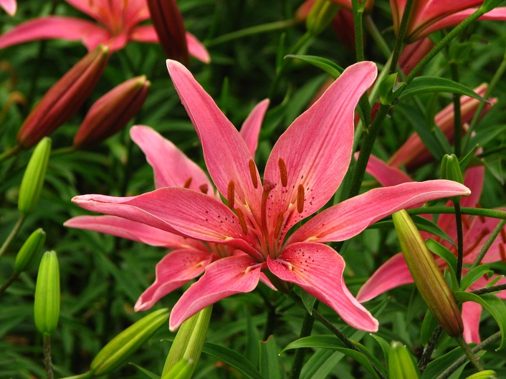 Ảnh nền hoa ly nhẹ nhàng dịu mắt