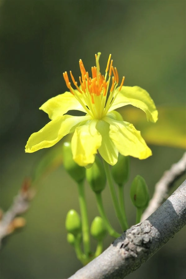 Hình nền điện thoại hoa mai 4k rực rỡ mọi lúc