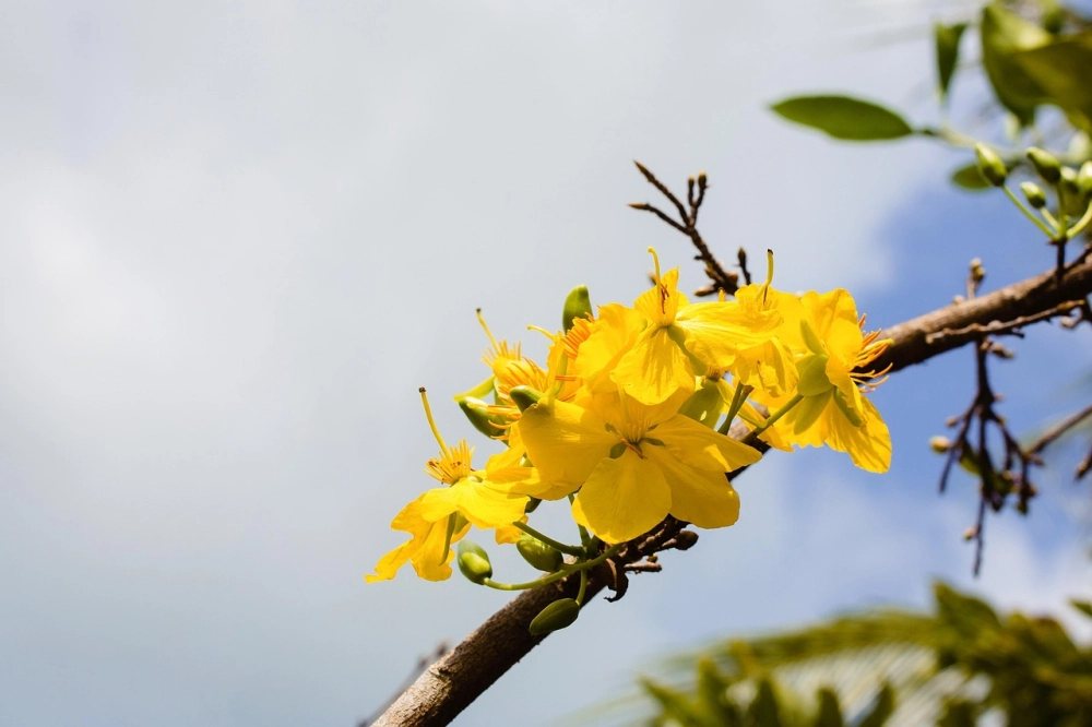 Ảnh hoa mai 4k rực rỡ lưu giữ sắc xuân Việt