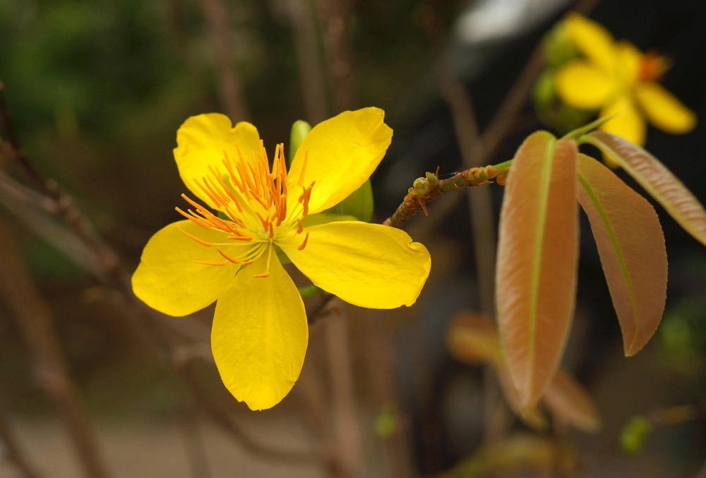 Hình nền hoa mai 4k nổi bật không khí tết