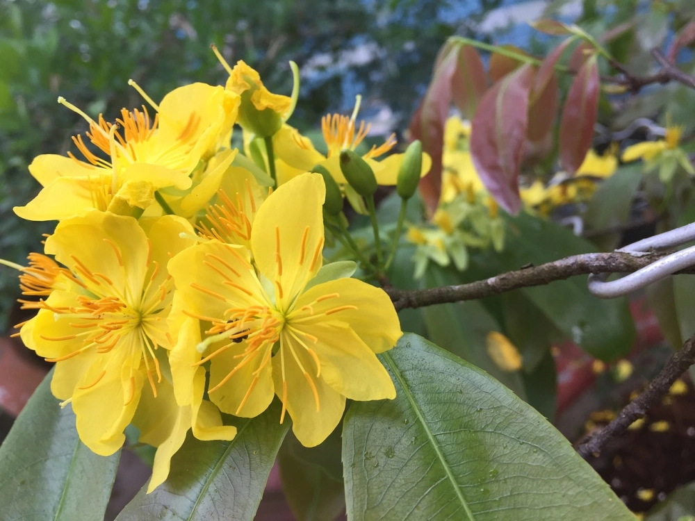 Ảnh mai vàng 4k vàng tươi mang lộc đầu năm