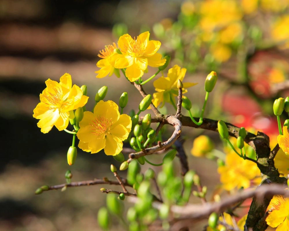 Hình nền hoa mai tết 4k đón xuân sum vầy