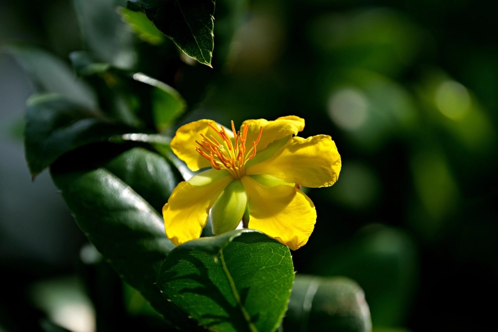 Ảnh nền hoa mai 4k sáng rõ sắc xuân mới