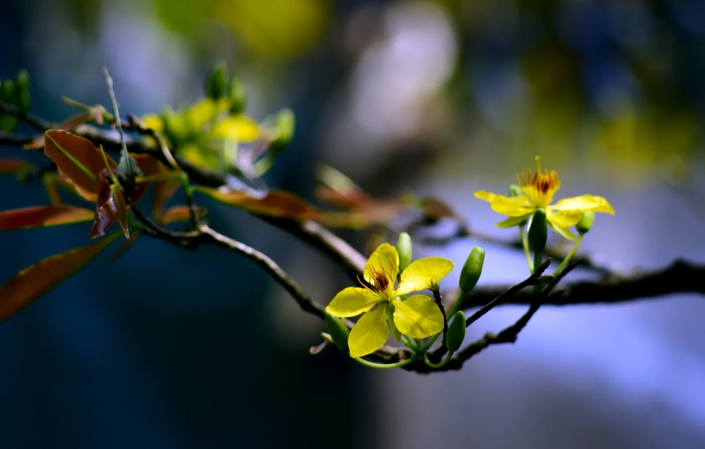 Hình nền mai vàng 4k ấm áp phong vị tết