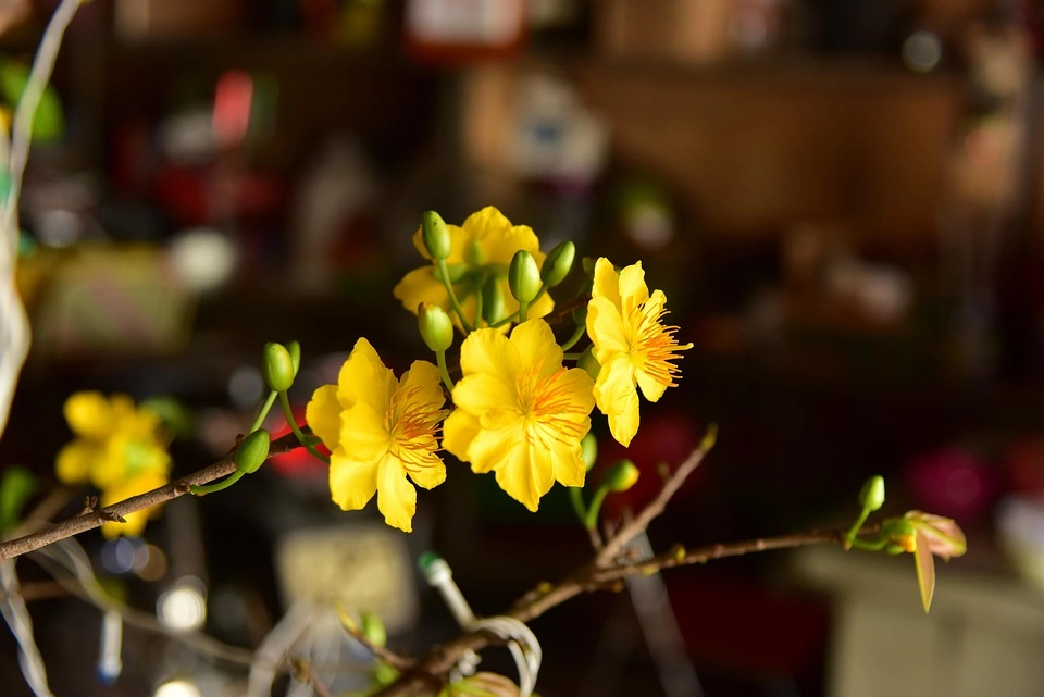 Ảnh mai vàng lung linh gợi không khí tết