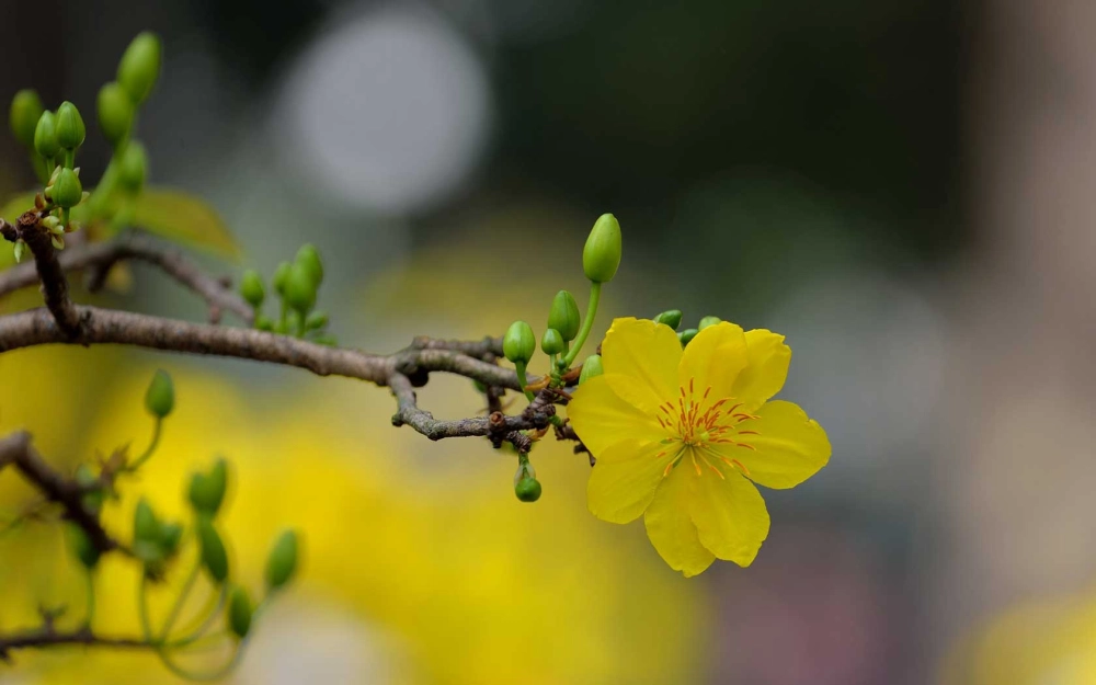 Hình nền mai vàng đẹp sang trọng ngày tết