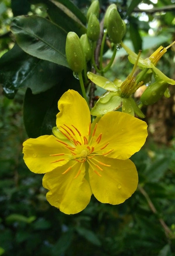 Ảnh hoa mai vàng ngày tết rộn ràng sum vầy