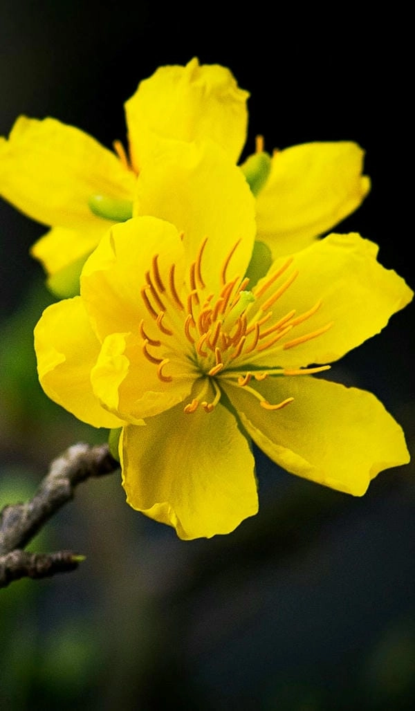 Ảnh hoa mai vàng 4k sắc nét từng cánh