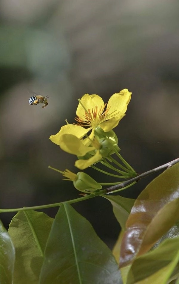 Hình nền mai vàng cho điện thoại tươi sáng