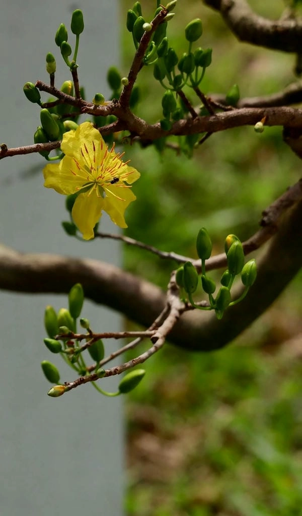 Hình nền mai vàng cho máy tính ngập sắc xuân