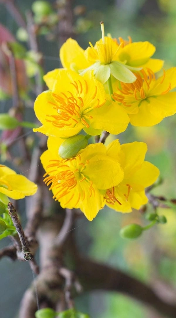 Kho ảnh hoa mai vàng phong phú sắc xuân