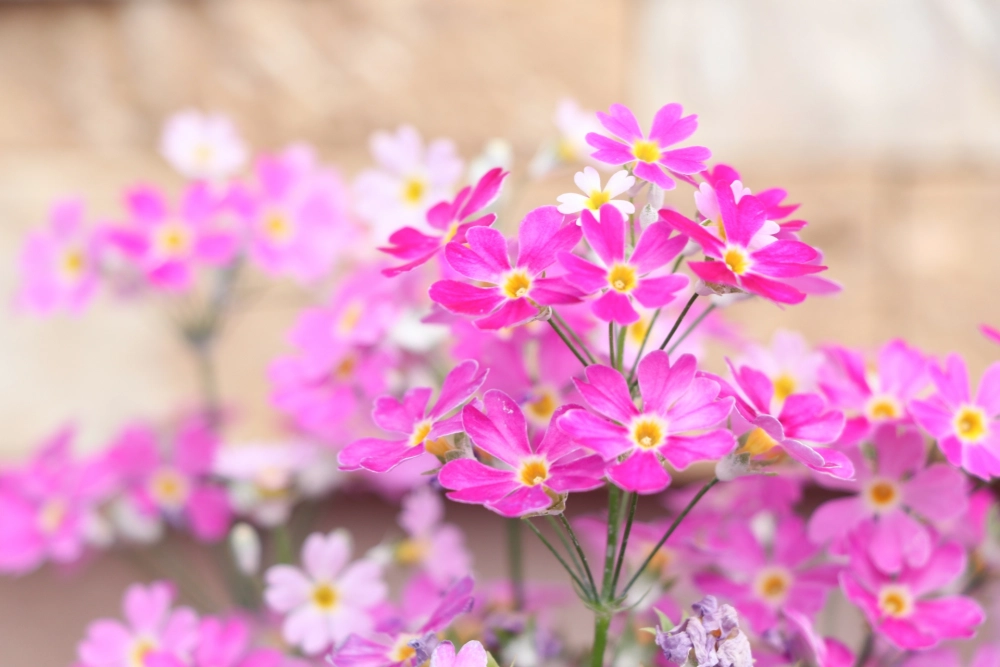 Ảnh đẹp hoa xuân ghi dấu khoảnh khắc xuân