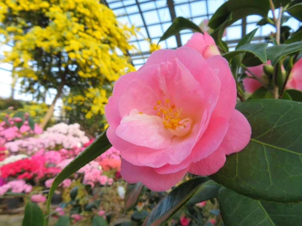 Ảnh hoa tết rộn ràng không khí sum vầy