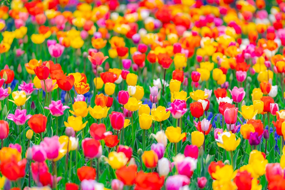 Ảnh nền hoa xuân nhẹ nhàng đầy sức sống