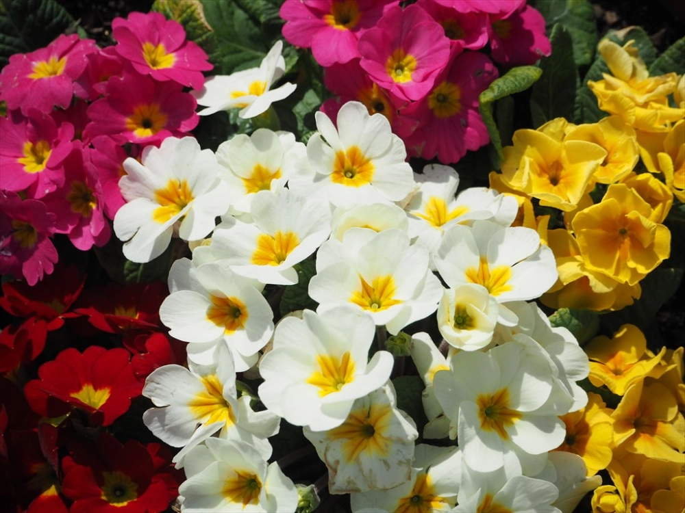 Hình nền thiên nhiên hoa xuân trong trẻo