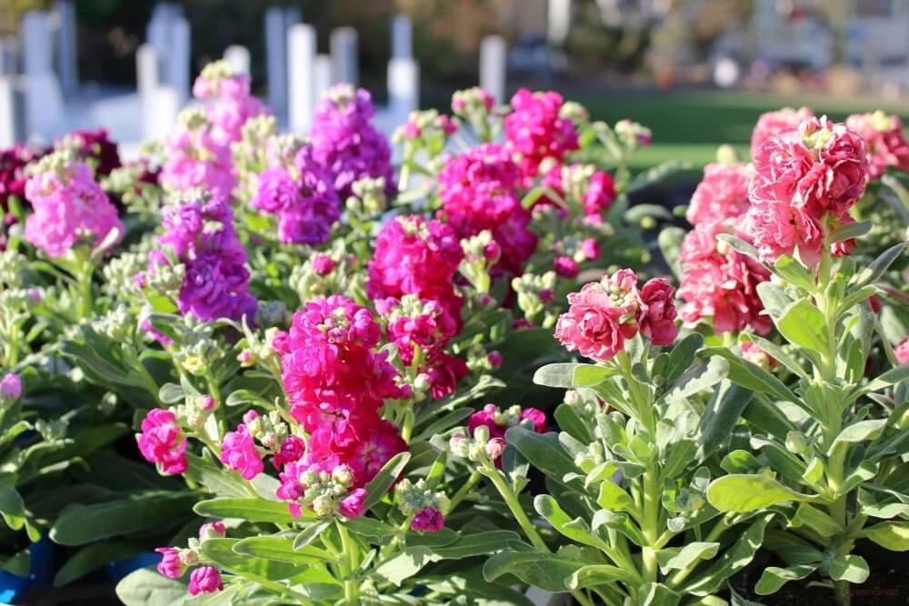 Tải ảnh hoa xuân lưu giữ khoảnh khắc đẹp