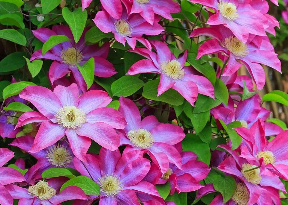 Hình nền hoa xuân tươi sáng đón mùa mới