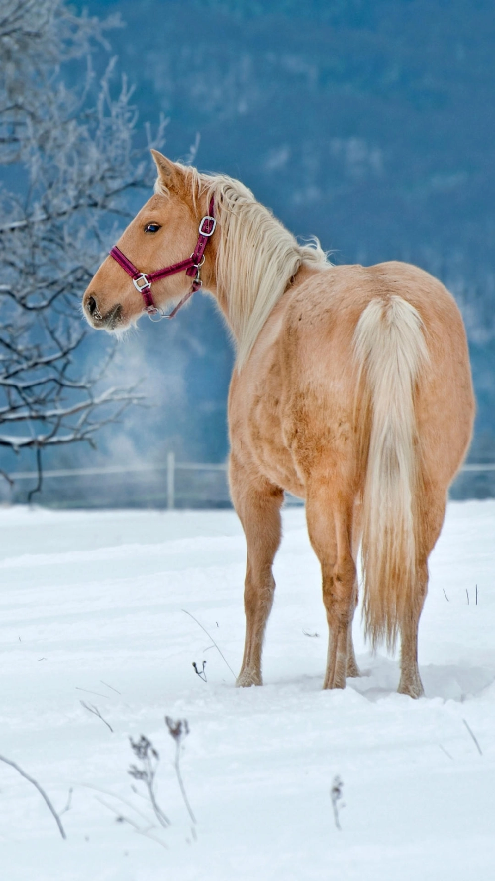 Ngựa mã đáo thành công mạ vàng sang trọng