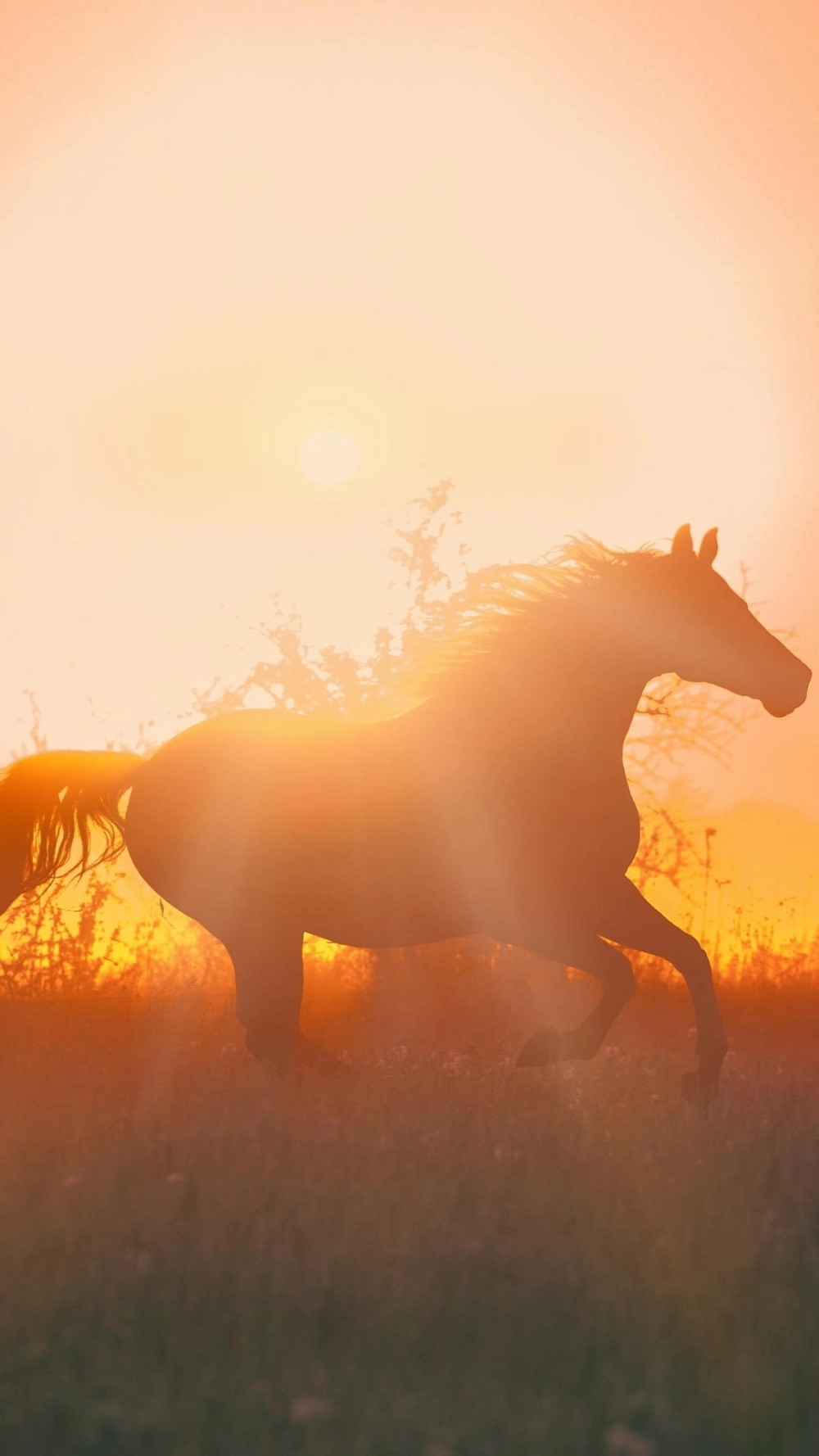 Ngựa bính ngọ chiêu tài lộc đầy túi