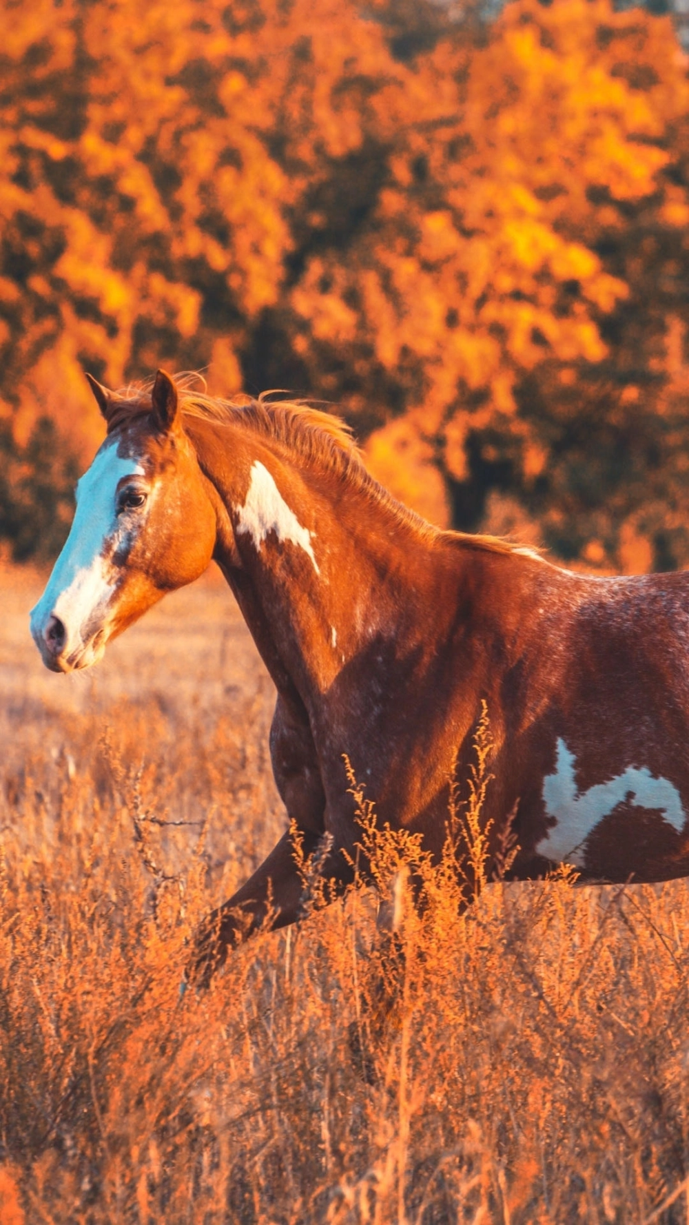 Ảnh nền ngựa may mắn cho iphone sắc nét nhất